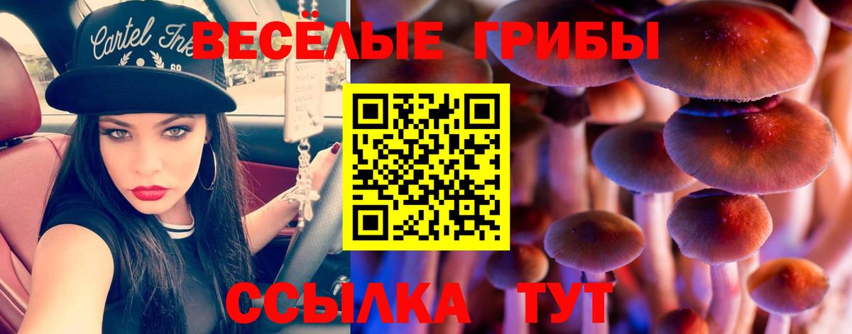 Галлюциногенные грибы Psilocybine cubensis Анжеро-Судженск